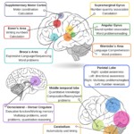 Brain Areas and Math Skills