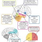 Brain Areas and Comprehension Skills