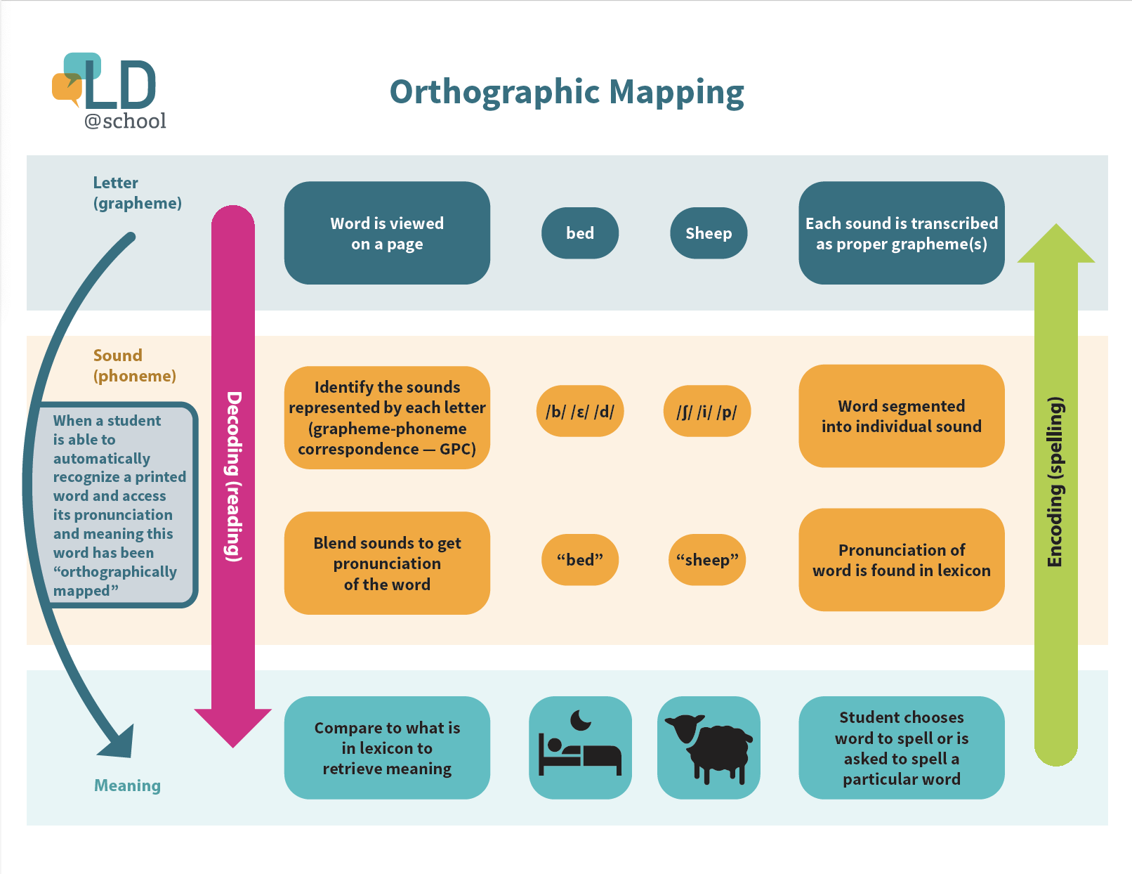 orthographic mapping